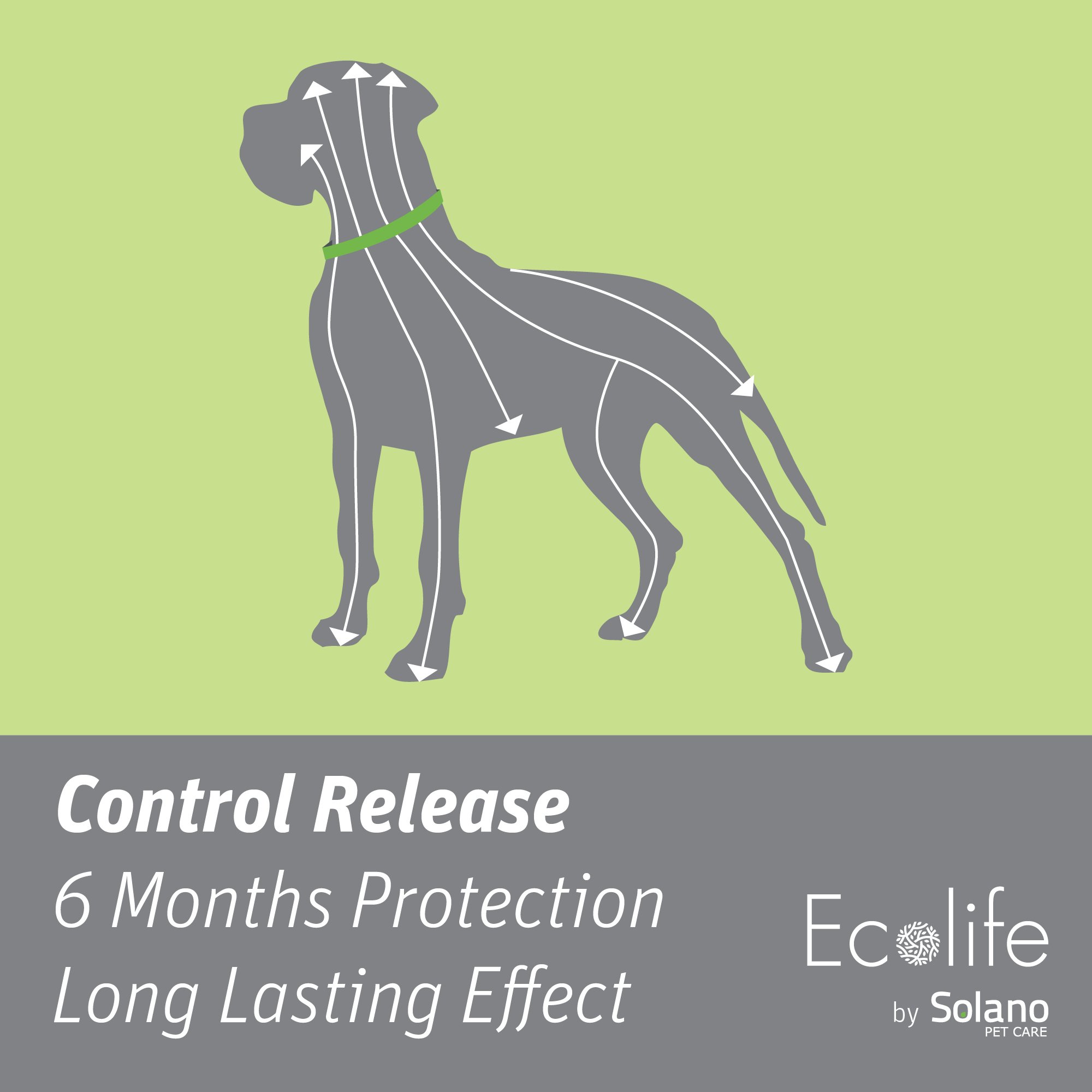 Solano so6s02wt Solano Ecolife Dog Collar: Buy Online at Best Price in UAE  - Amazon.ae