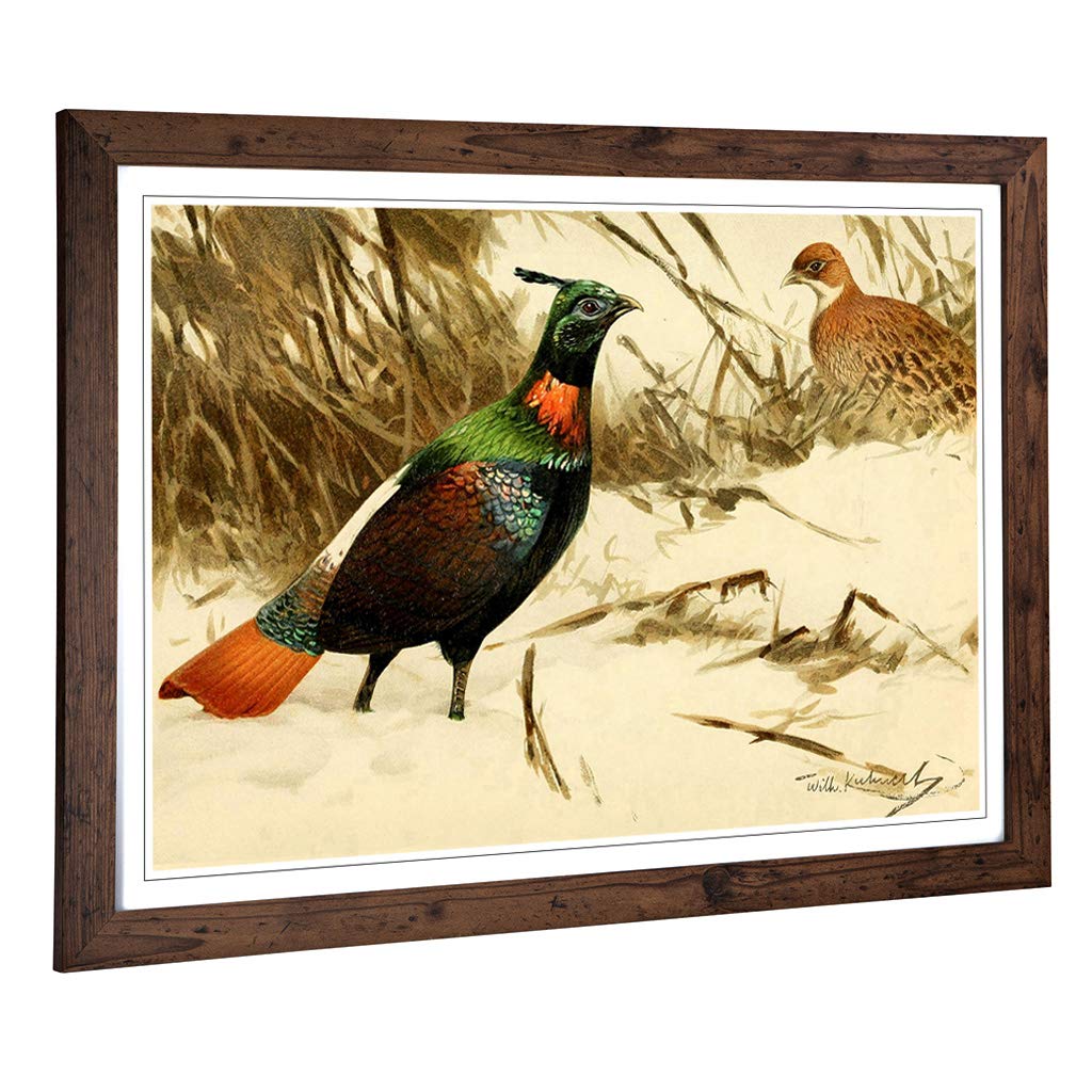 Big Box Art Framed Print of Vintage W Kuhnert Himalayan Monal Pheasant Design | Wall Art Picture | Home Decor for Kitchen, Living Room, Bedroom, Hallway, Walnut, A2 / 24.5x18 Inch / 62x45cm