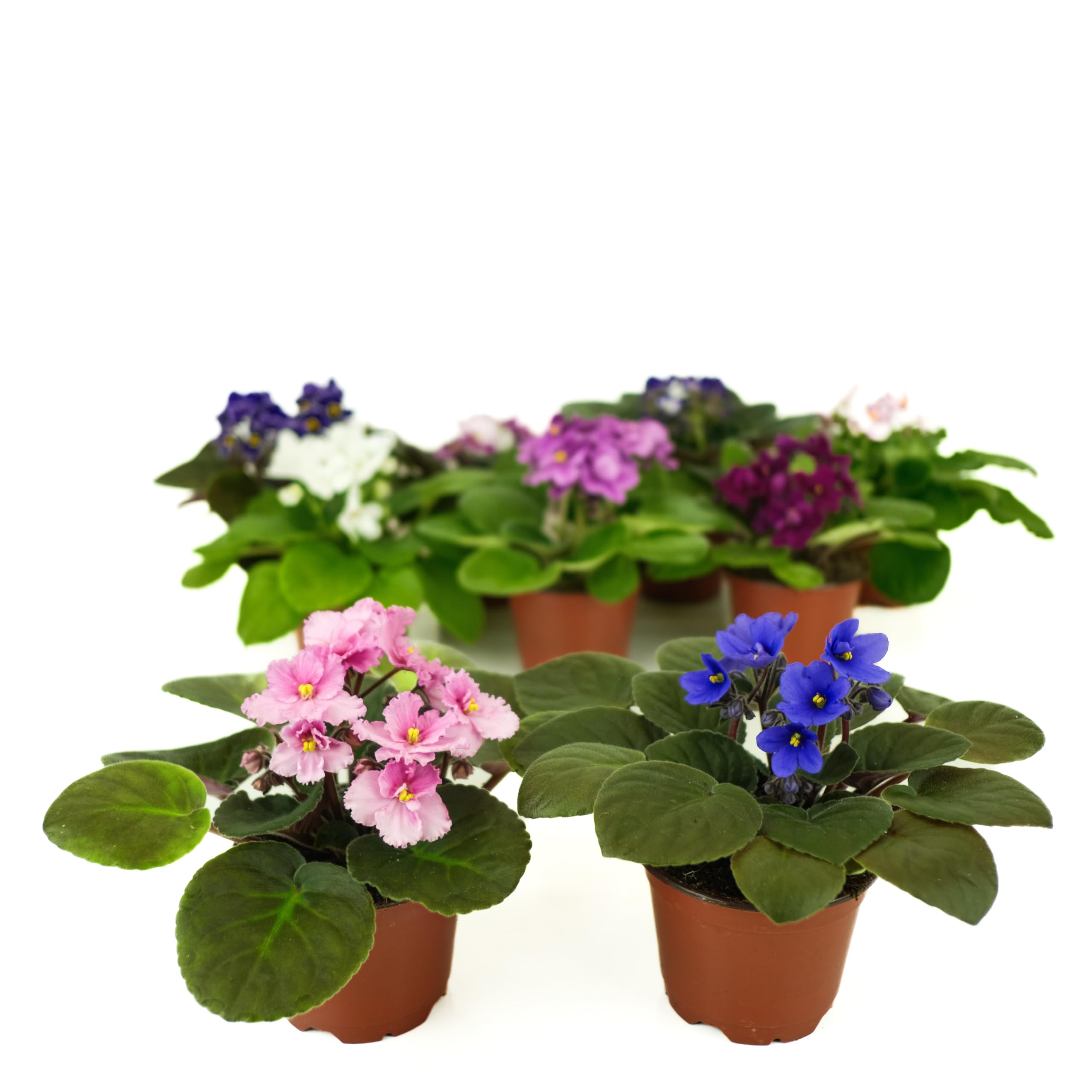 Optimara African Violet Variety Pack
