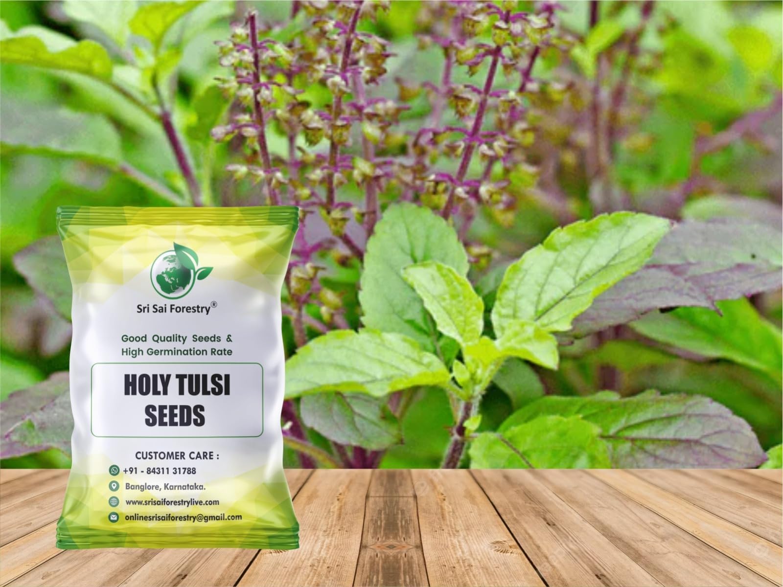 SRI SAI FORESTRY Natural Tulsi Holy Plant Seed Indian Tulsi Plants Seeds for Home Garden 1200 Seeds Pack
