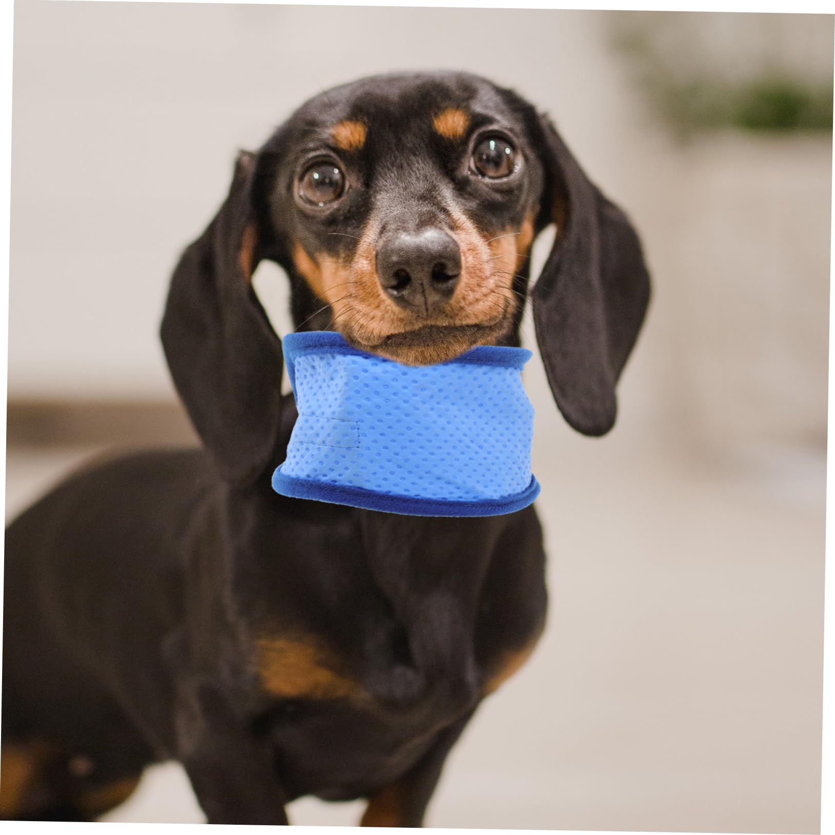 BESPORTBLE 6stücke Hundekühlbandana Für Sommer Kühlende Halsbinde Für EIS-halskragen Hitzelinderung -zubehör