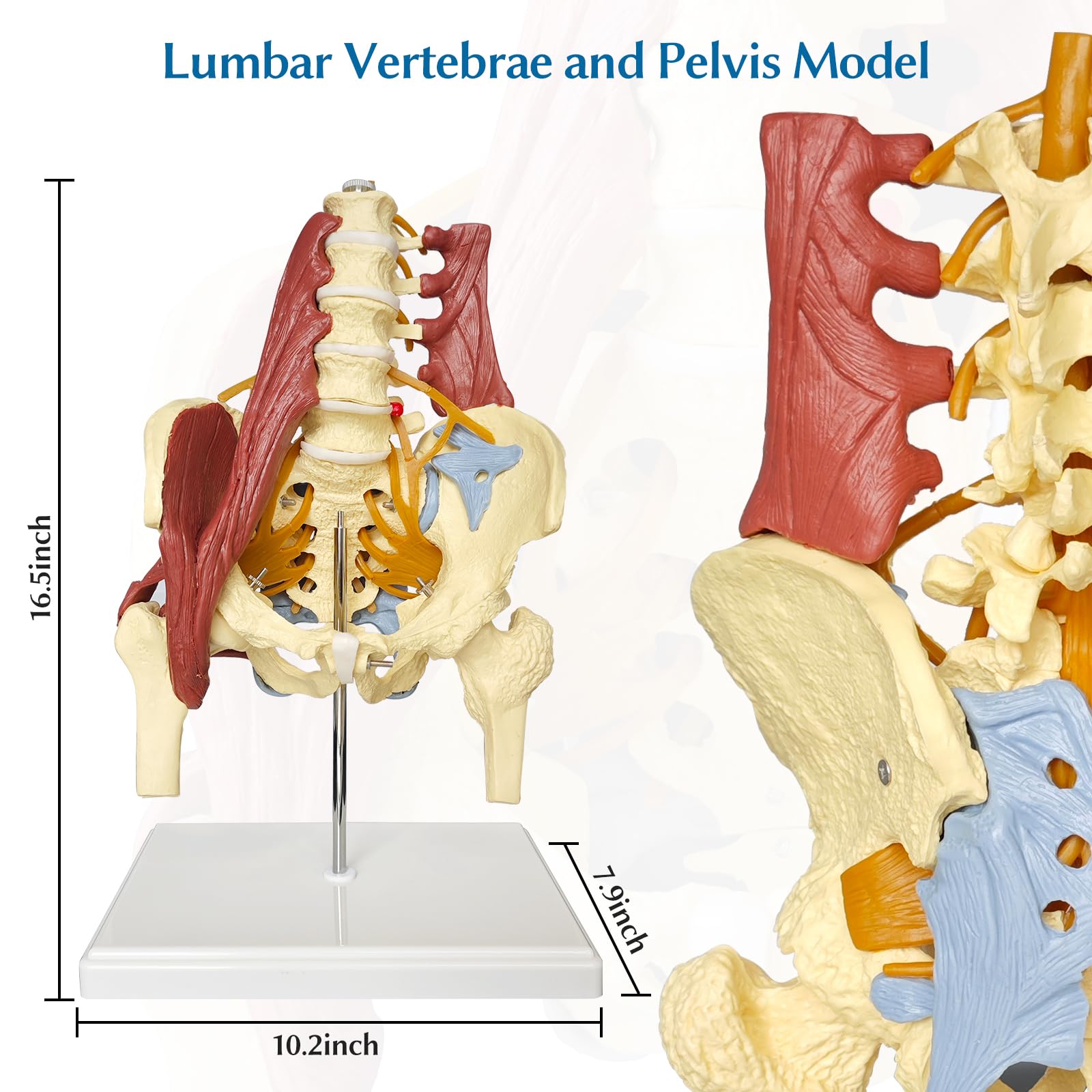 Human Lumbar Spine Bone Model Female Pelvis Model 1:1 Life Size Nerves Hip Joint Muscle Anatomy Model Removable Movable Femur Heads Product Manual Card for Medical Education Study product thumbnail 6