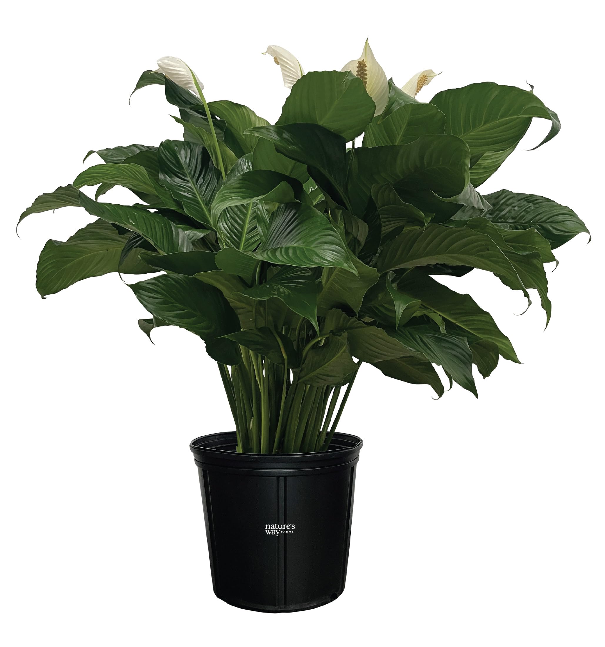 where to buy snake plant near me Buy Sansevieria Golden Flame, Snake Plants