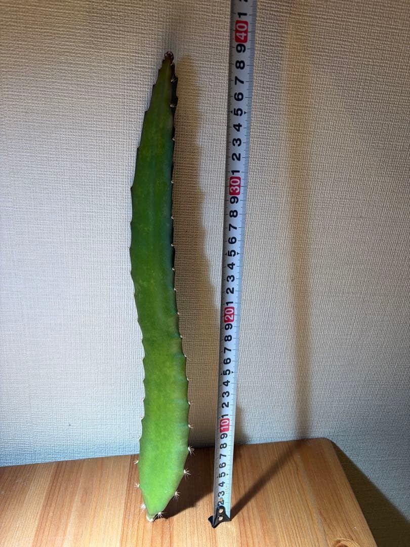 限定大「千葉県産ドラゴンフルーツ苗赤肉」 長さ:38cm 幅:5cm