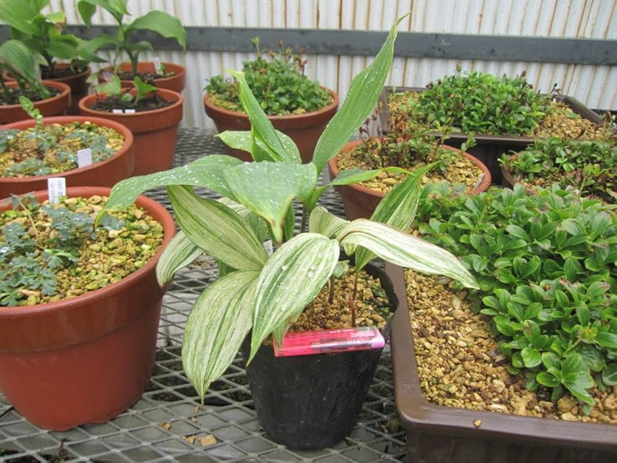 山野草 斑入り 別格希少日本 スズラン 大株 北海道産