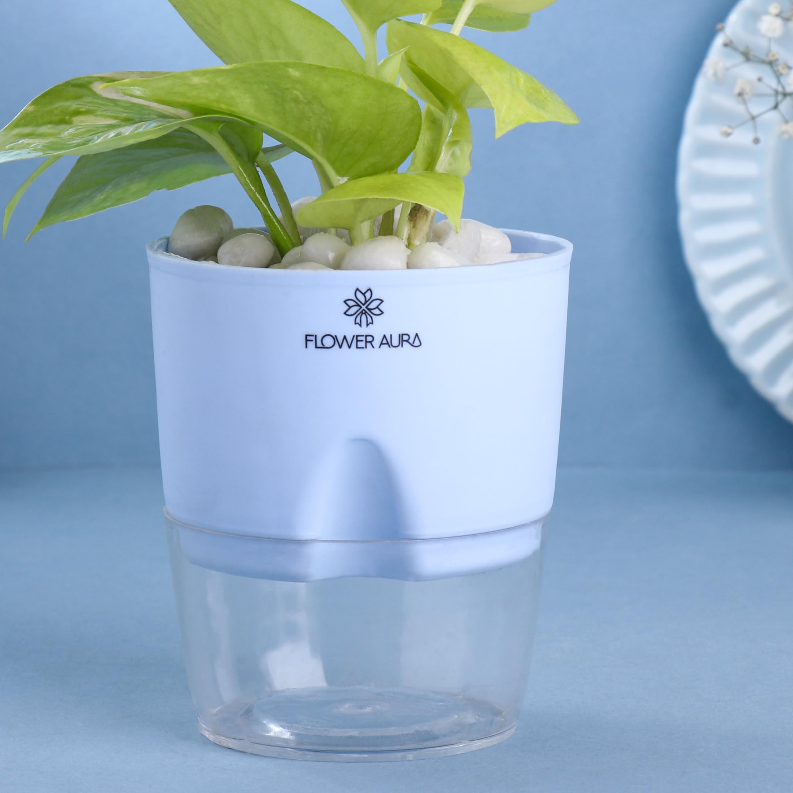FlowerAura Air Purify Live Indoor Lucky Golden Money Plant In Blue Self Watering Pot For Living Room, Balcony, Home/Office Decor | Premium Gifting | Improving Air Quality | Reducing Stress 2