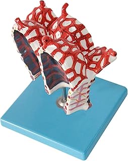 Study Model Educational Model Human Alveolar Enlargement Model Human Organ Anatomy Model Medical Anatomical Alveolar Model Human Anatomy Science Models,Medical Models SaiFei