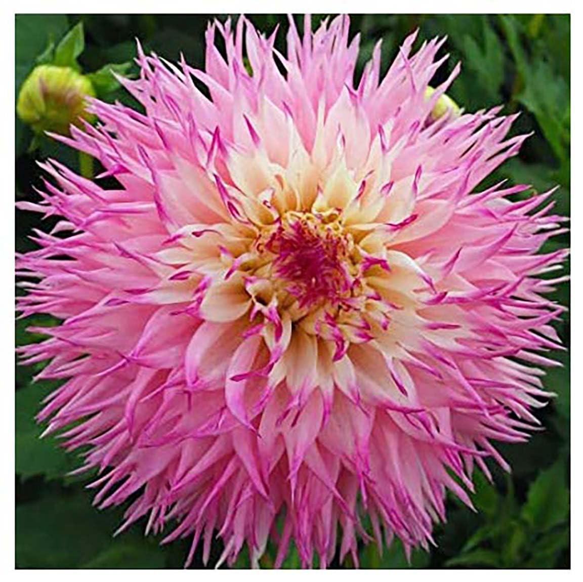 Sponsored Ad - Pineland Princess Cactus Dahlia - 5 Gallon Size Bare Root Tuber Pink - Gorgeous Pink Cactus Blooms for Spring Planting 2025 - Large Tuber for Stunning Garden Displays