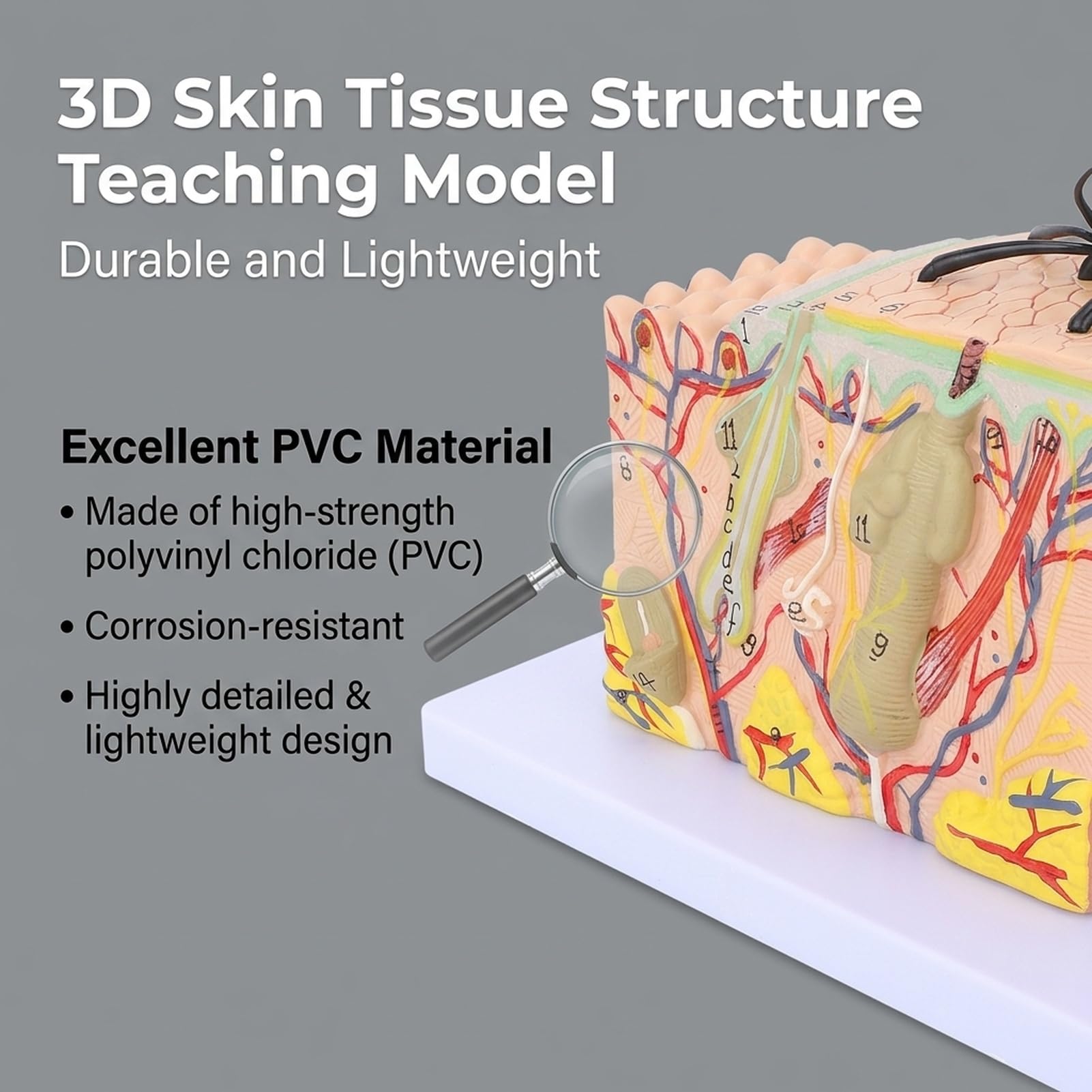ZenithAur Moo di pelle, moo anatomico a pelle allargato 35x Moo di struttura a pelle umana con strati di pelle 3D dettagliati per l'educazione scientifica e la visualizzazione