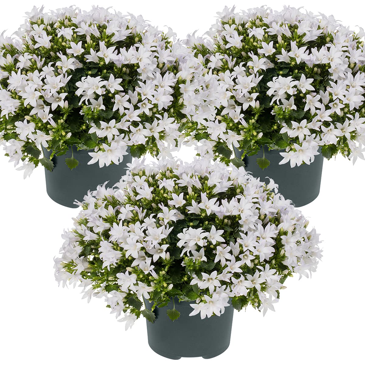 Campanula Ambella White plante jardin résistante gel pour extérieur sain