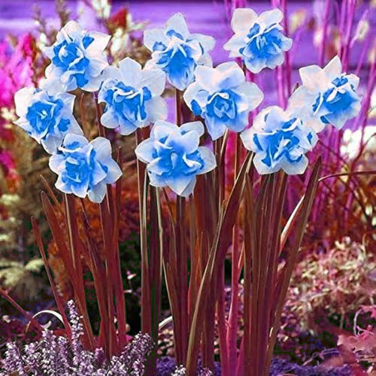 Gorgeous Daffodil Bulbs Mix for Planting Now UK Perennials/Home Decoration/Strong Plants That Grow Well/Fragrant,Greening Flower/Natural Organic/Landscape Design Plants.-2bulbs-A