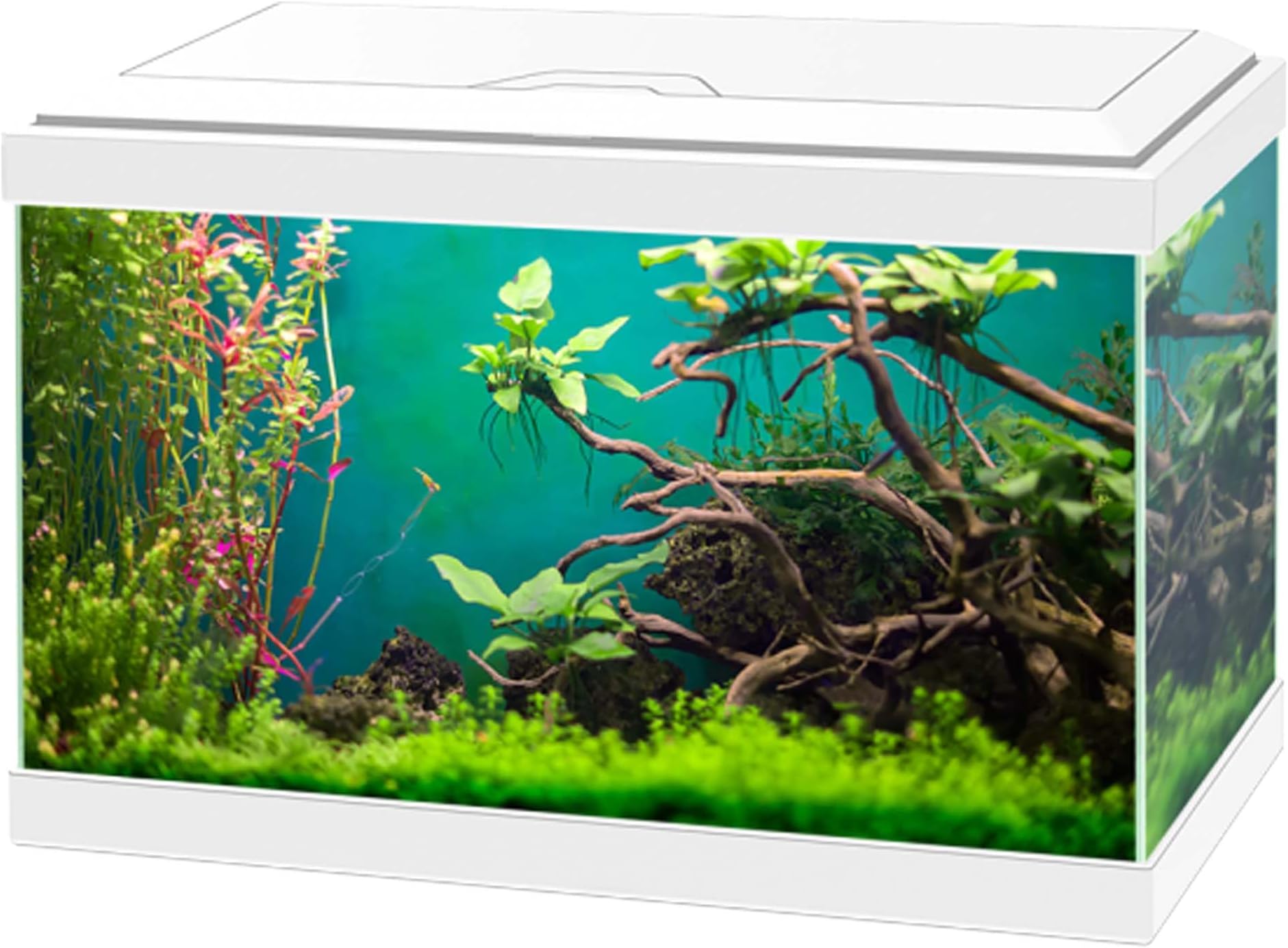 Fish 'R' Fun Rectangular Tank, 20 Litre Capacity, White : Amazon.co.uk ...