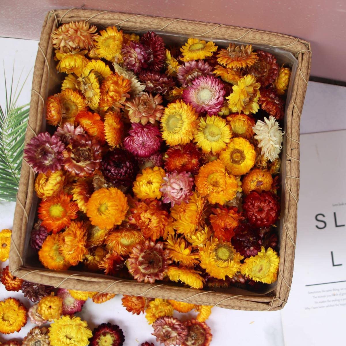 Getrocknete gepresste Blumen, 100 Stück natürliche getrocknete Blumen, Gänseblümchen, trockenes Stroh, Chrysanthemenköpfe, dekorative DIY-Heim-Hochzeitsdekoration for alle Arten von Bastelarbeiten – 1