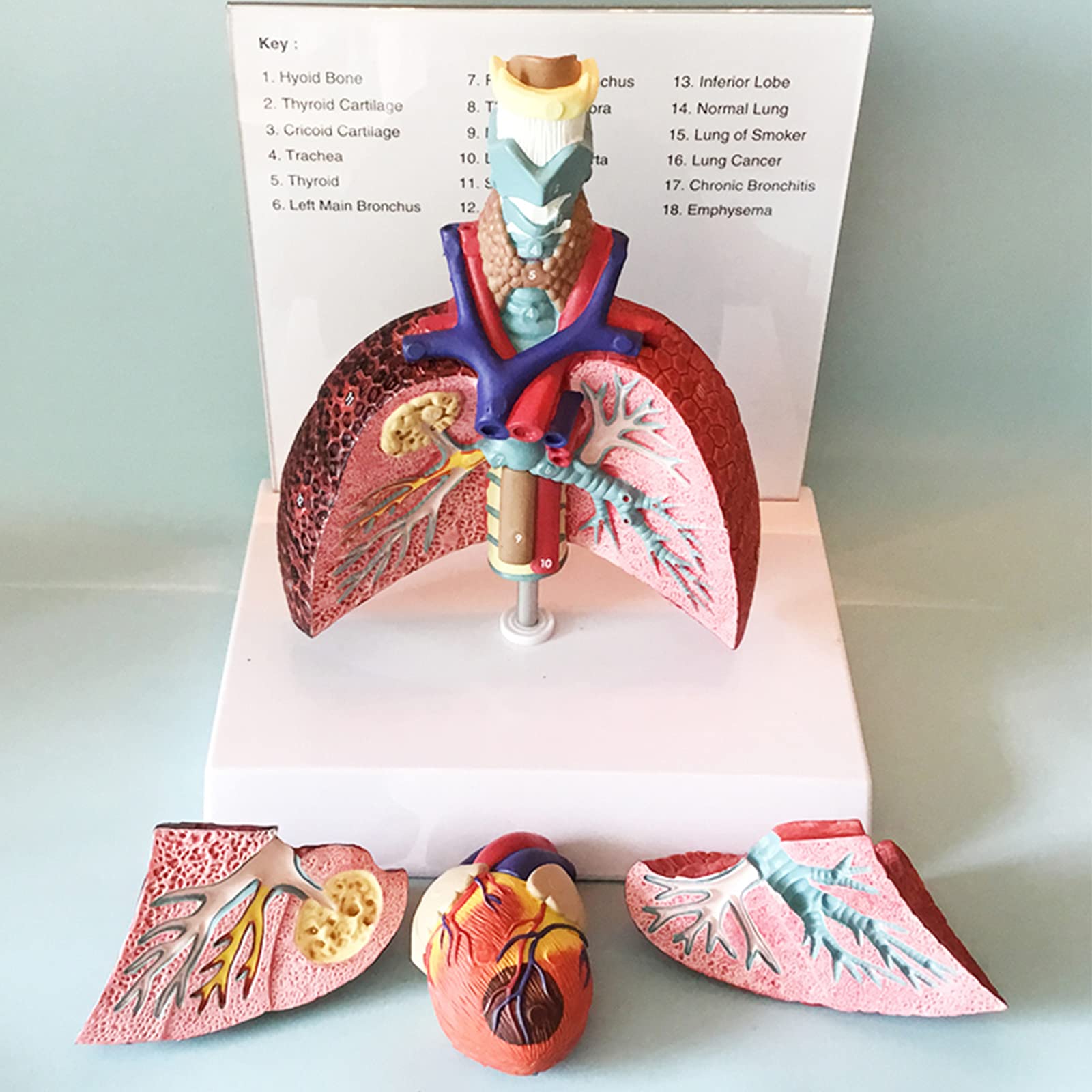 Modelos anatómicos, Modelo de laringe, corazón y pulmón, sistema respiratorio humano, modelos médicos garganta, modelo PVC, apoyo educativo