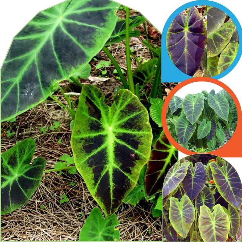 2 Random Colocasia Live Plants, Alocasia Elephant Ear Live Plant for Growing, 4-6" Tall, Cold Hardy, Indoor Outdoor Planting