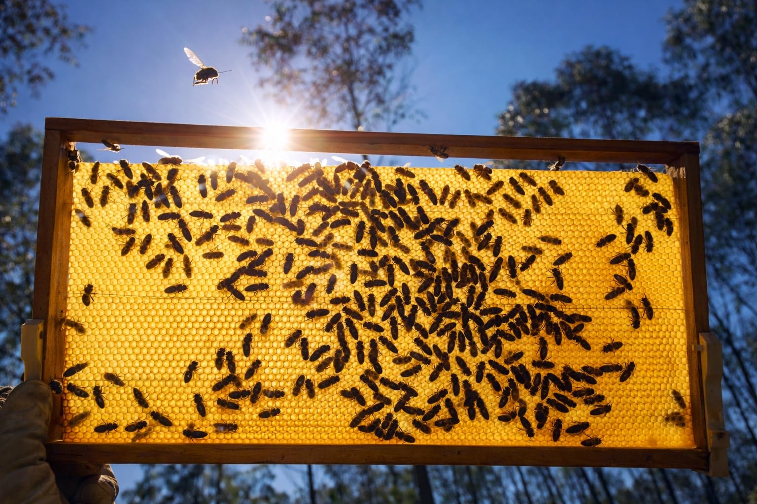 Miel Cruda de Montaña de Galicia IGP 1 kg – 100% Natural Sin Filtrar ni Pasteurizar | Miel Artesanal Directa del Apicultor | Conde Santo - 4