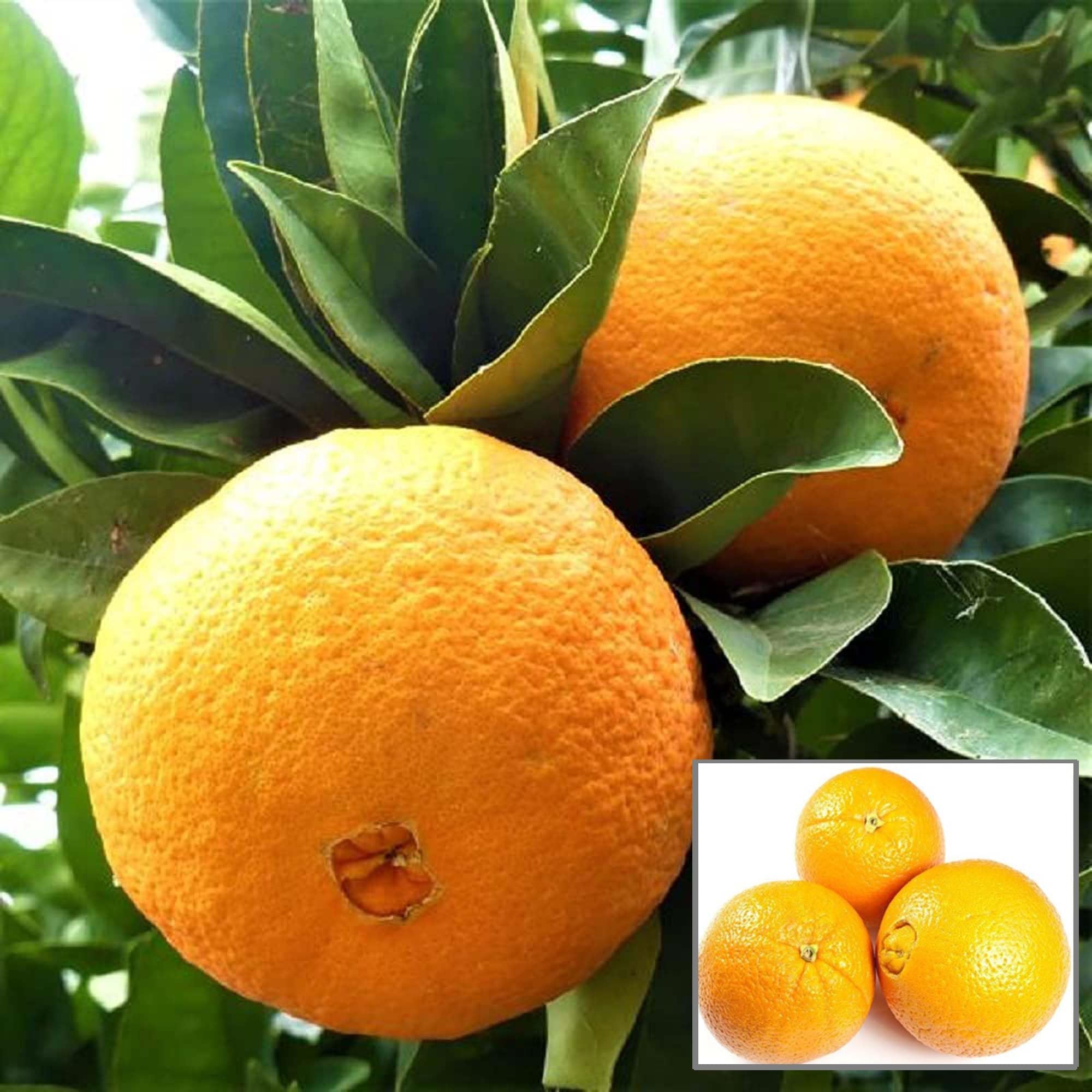See full amazon price history chart for HAPING Washington Navel Orange Santra Grafted Fruit Live Plant (1.5-2 Feet Height) HAPING Washington Navel Orange Santra Grafted Fruit Live Plant (1.5-2 Feet Height) (B0CV9GL4DC) Amazon Price History, Amazon Price Tracker