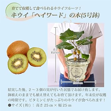 Amazon Co Jp 花のギフト社 キウイ鉢植え キウイの木 キウイフルーツの木 鉢植え フルーツの木 鉢花 花鉢 父の日 Diy 工具 ガーデン