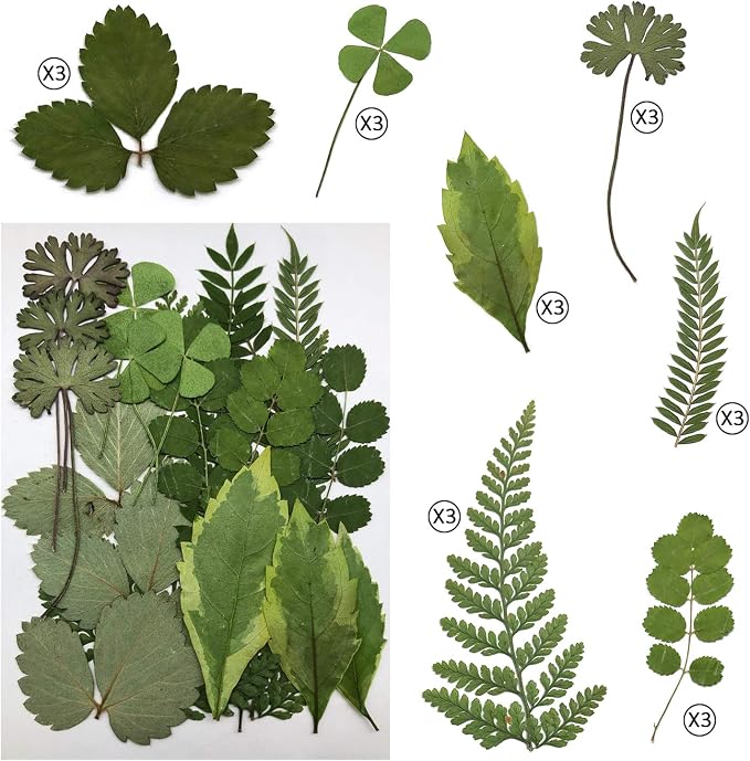 63 hojas naturales secas prensadas para manualidades miniatura 3
