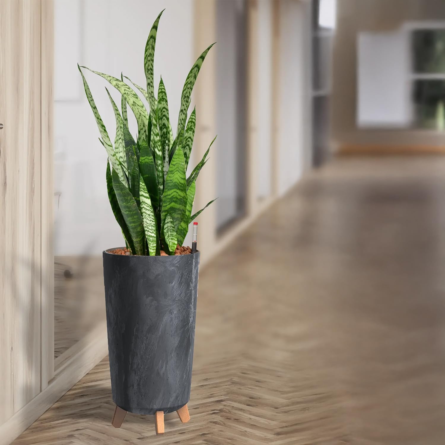 Sansevieria Bogenhanf - Pflegeleichte Zimmerpflanzen - Sukkulenten frisch aus der Gärtnerei - XL Hydrokultur Set Büro - Höhe 70-80 cm - in Vase Anthrazit - inkl. Blähton & Dünger