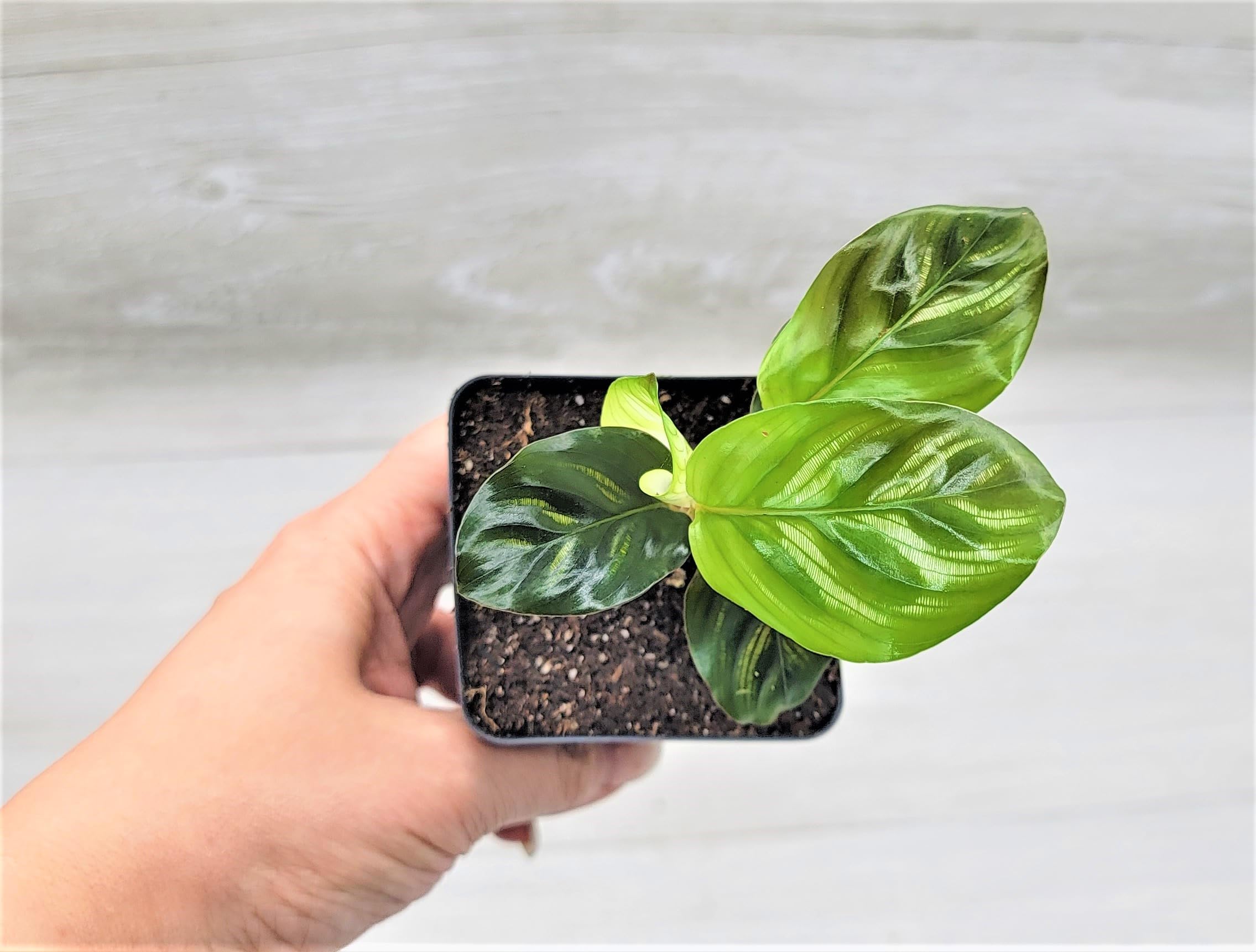 Amazon.com : Calathea macoyana,Goeppertia Makoyana, Peacock Plant in 3 inch  Nursery Plant Pot Live Rare Exotic Tropical Indoor House Plants Easy to  Grow Housewarming Gift Decoration Gift by 3exoticgreen : Patio, Lawn