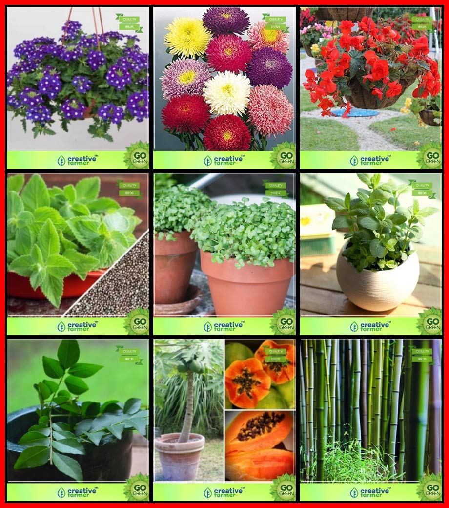 Ketsicart Seeds for Gardening Combo Flower Seeds & Fruit : Curry Tree, Papaya, Small Bamboo, Lemon Basil, Cress Common, Mint, Verbena- Blue, Aster Pomponent, Begonia Kitchen Garden Pack