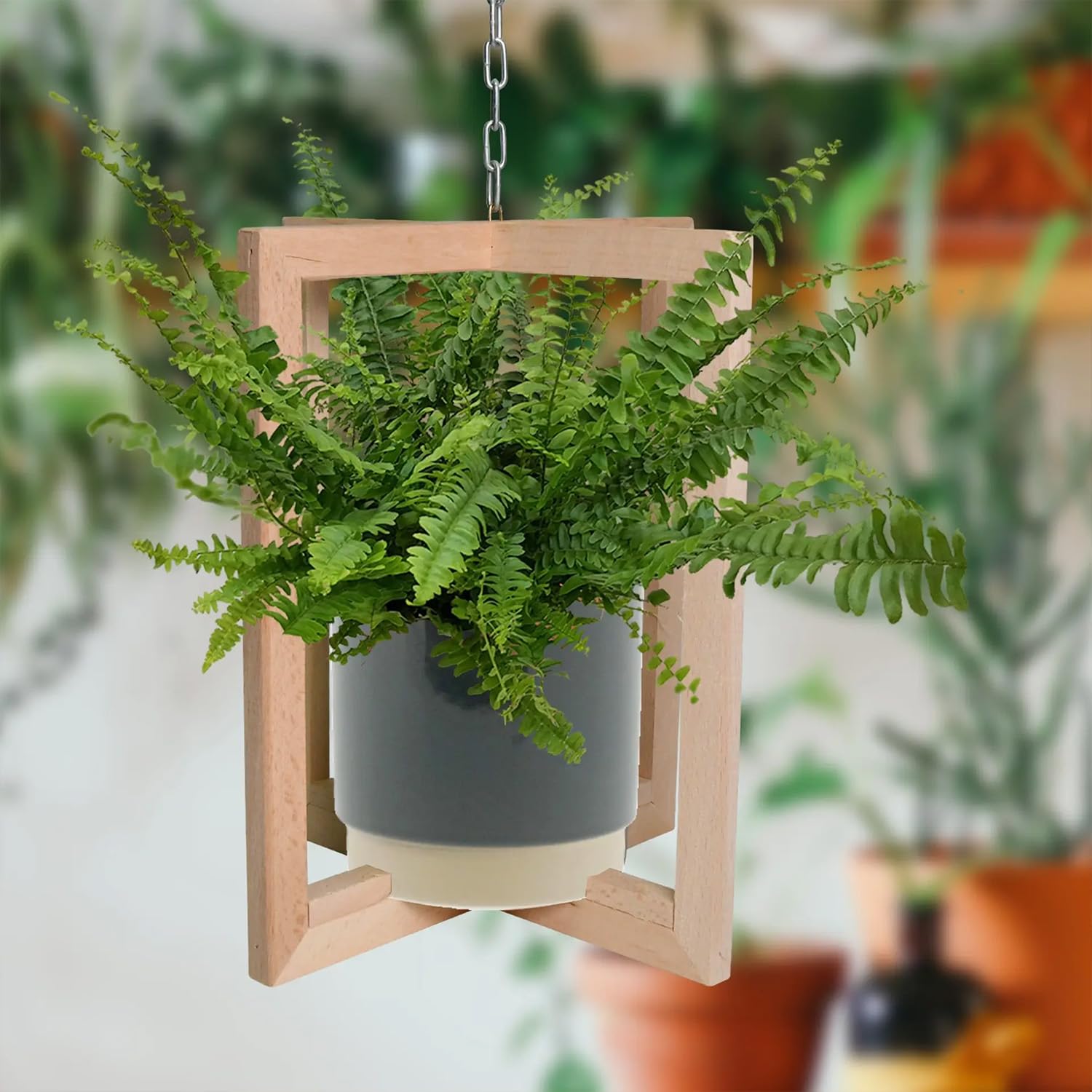 Green Me Up Babypflanzen Trio Hngepflanzen | Ceropegia woodii, Rhipsalis &  Nephrolepis | Ungiftige Pflanzen fr Katzen | Ideal fr Regal, Sideboard &  Fensterbank | frisch aus der Grtnerei : Amazon.de: Garten