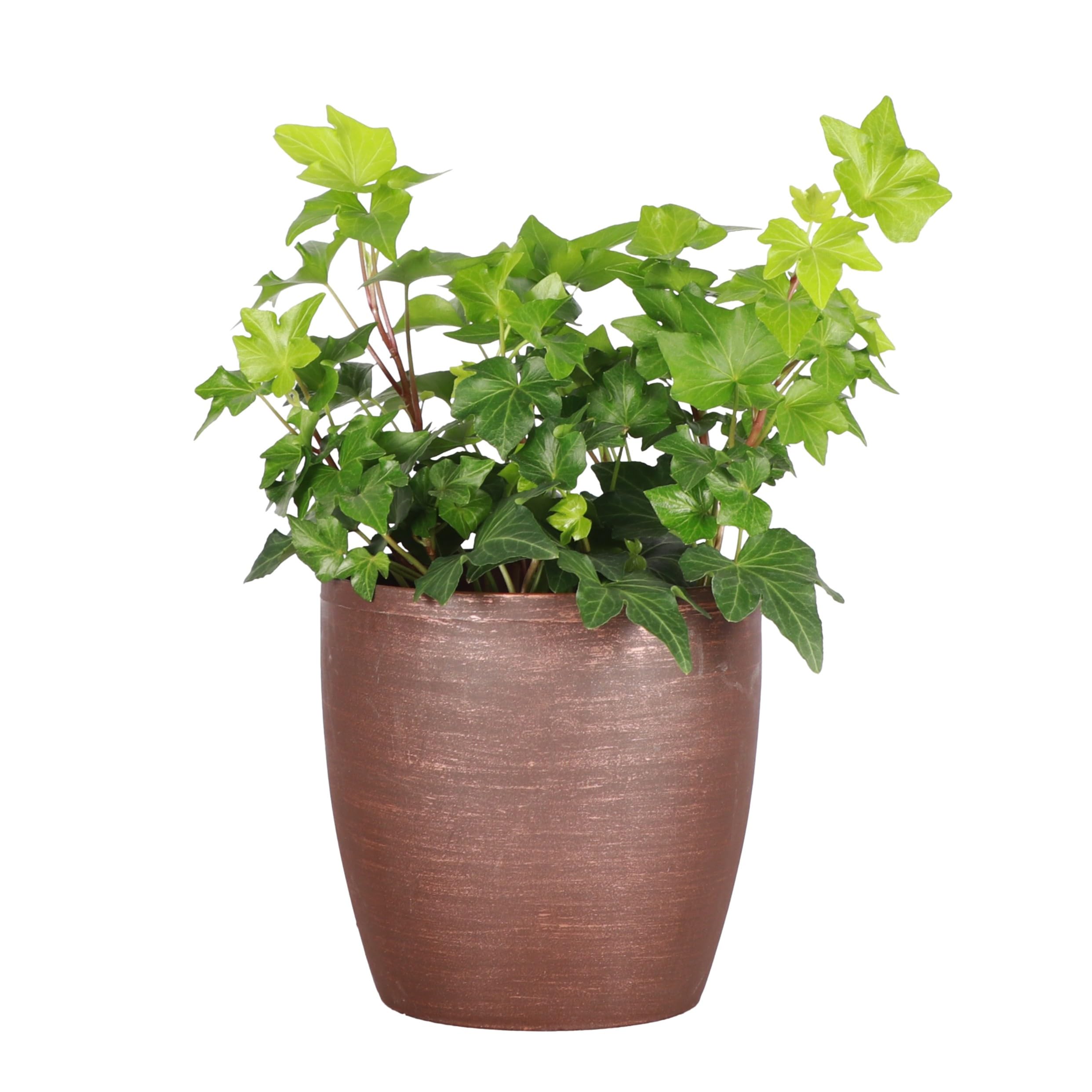 Thorsen's Greenhouse Live Green English Ivy