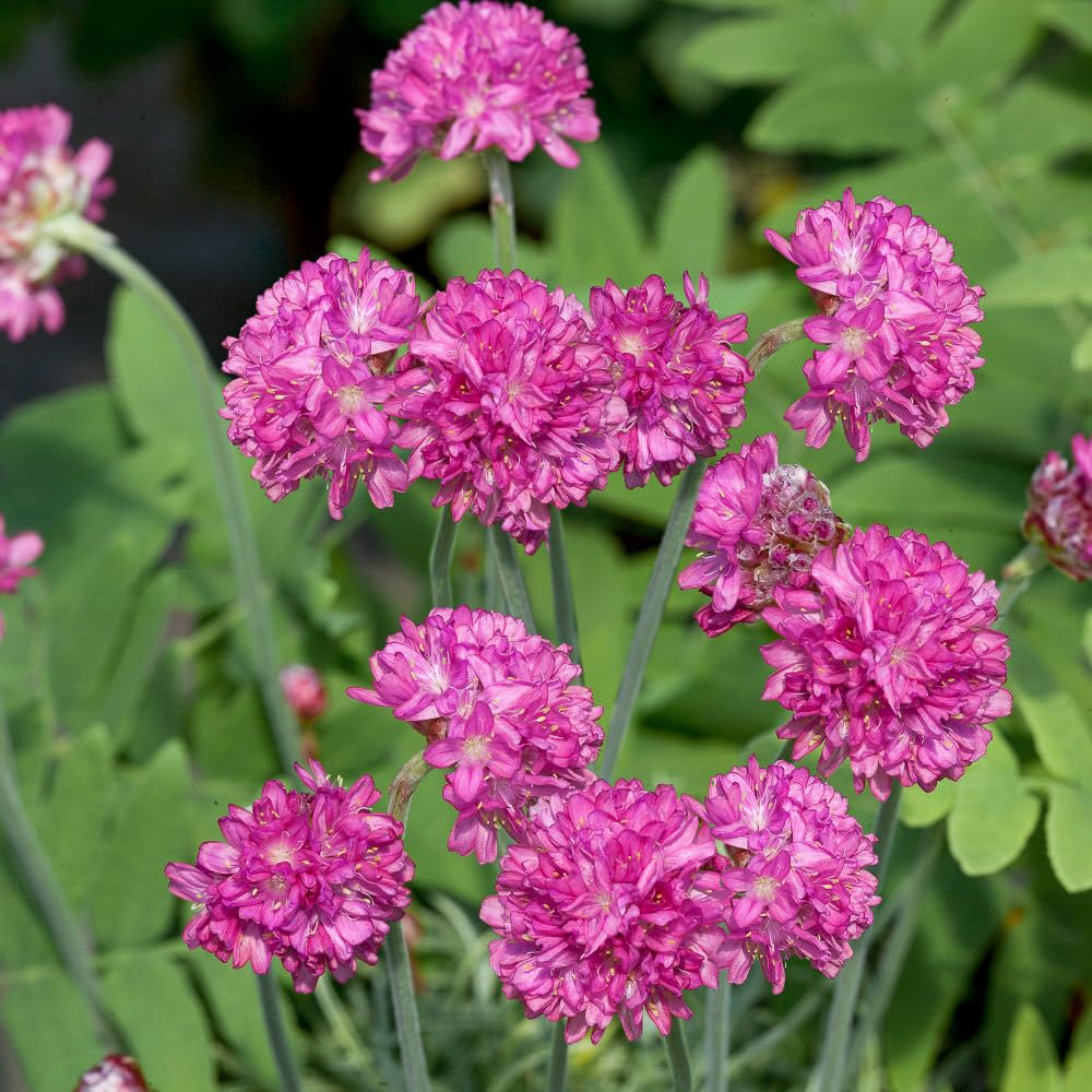 Bedwen Armeria 'Nifty Thrifty' Plug Plant x3 – Variegated Thrift Sea Pink-Flowering Evergreen Perennial for Coastal Rockeries, Gravel Gardens & Border Edges