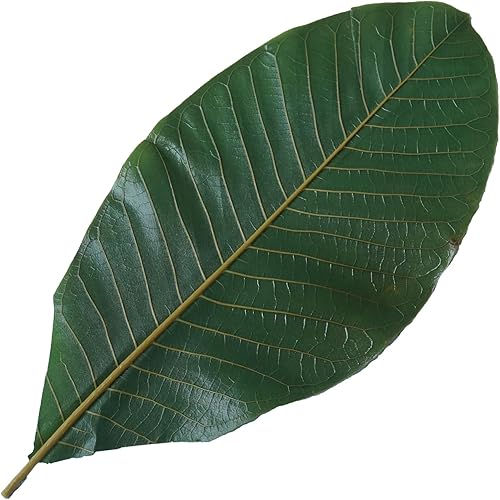 Miniatura 3 de Myegretisle Hojas verdes, hojas reales, hoja, hoja, sushi, decoración de platos, decoración de alimentos, decoración natural (20, verde)