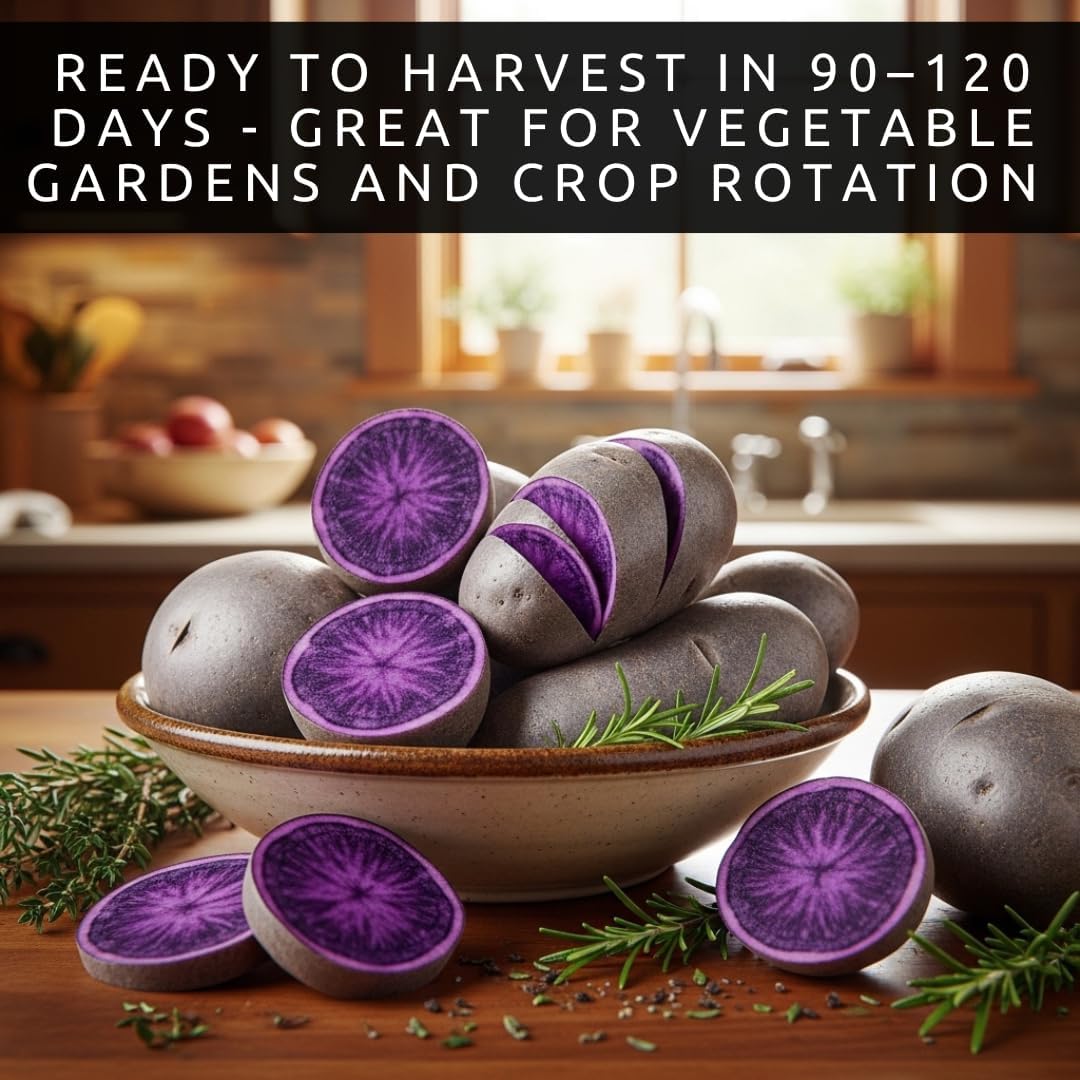 7 Pounds Purple Majesty Seed Potatos for Planting - Vibrant Garden or Raised Bed Stock, High-Yield, Nutritious & Easy-to-Grow, Perfect for Home Gardening and Gourmet Meals (7 LBS)