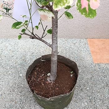 Amazon.co.jp: アメリカハナズオウ シルバークラウド 8号ナーセリー