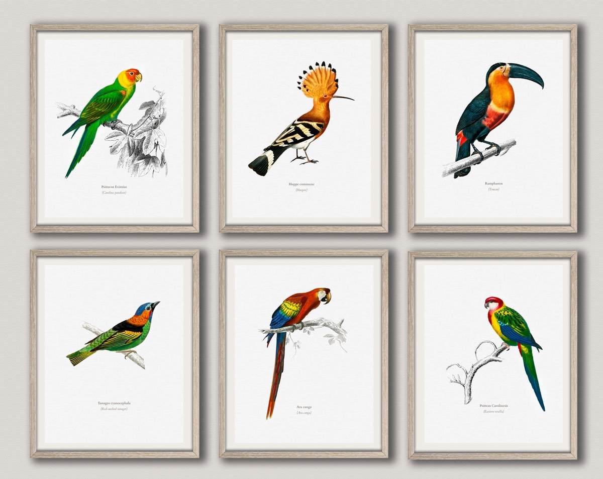 Wydruki ptaków, zestaw 6 wydruków z ptakami, plakaty z ptakami, sztuka ścienna, rysunki naukowe ptaków, tukan, nadruk, egzotyczny ptak WBIRD1-WBIRD6 (8 x 10)