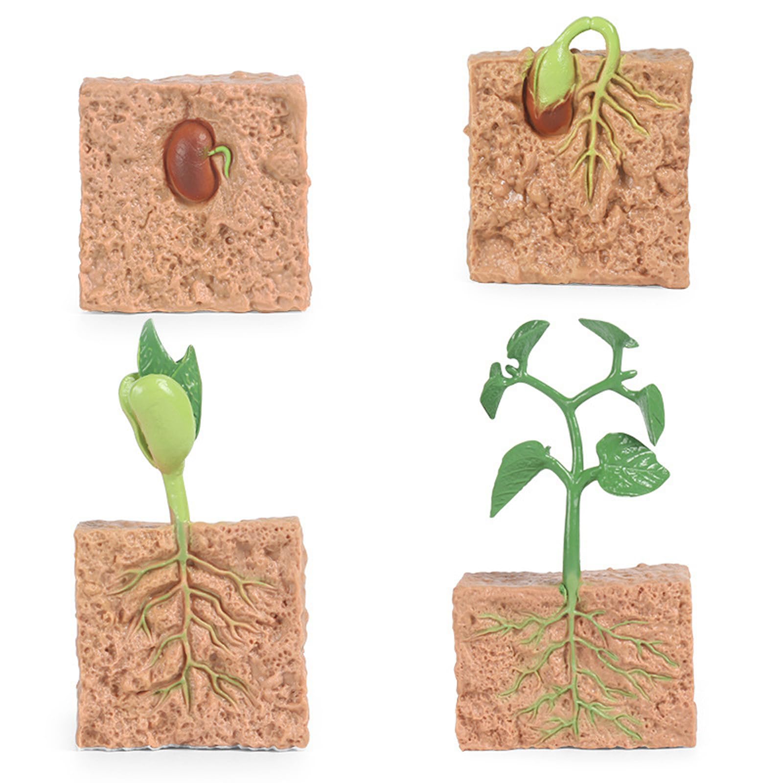 Faroby Life Cycle Learning Toys for Kids, 4Pcs Life Cycle Toys, Simulated Plant Growth Process Model, Seed Plant Growing Kit Educational Toy