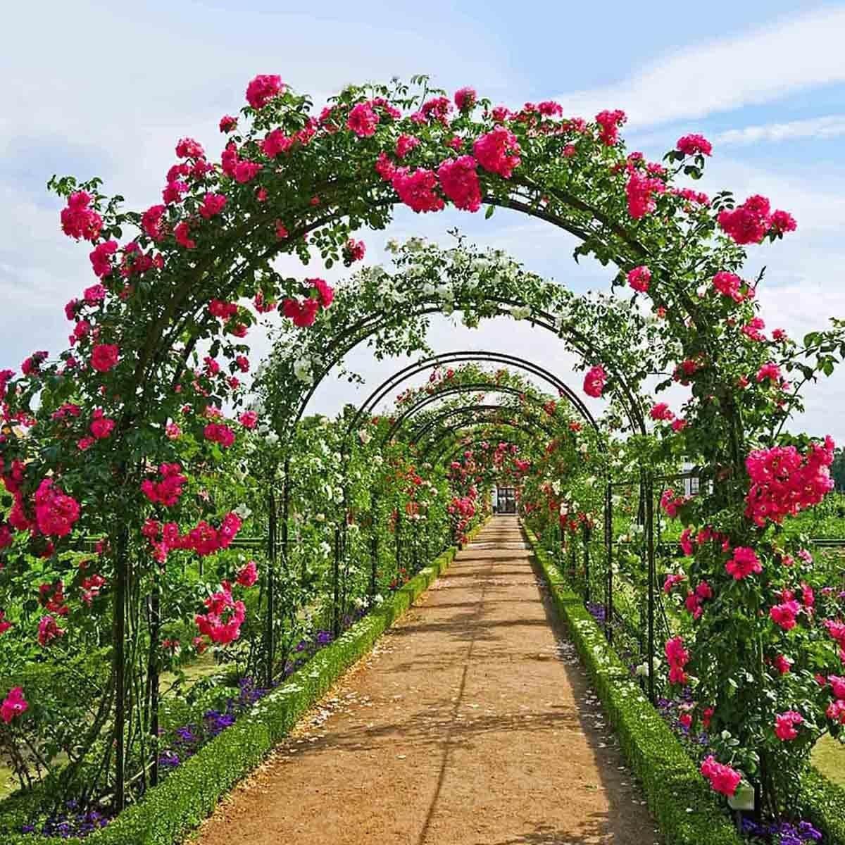 Metalowy łuk ogrodowy krata do roślin pnących, łukowa rama rurowa, 140 x 240 cm, łuk zewnętrzny/wewnętrzny na podwórko, trawnik, patio, zielona altana ogrodowa