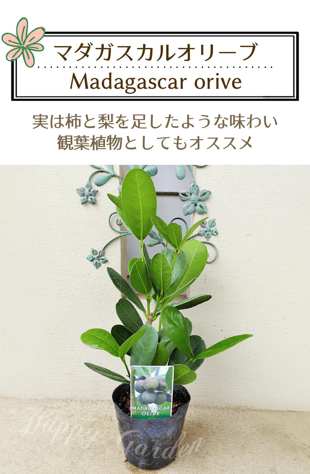 Amazon｜[World Fantasy Garden] 観葉植物 珍しい マダガスカル