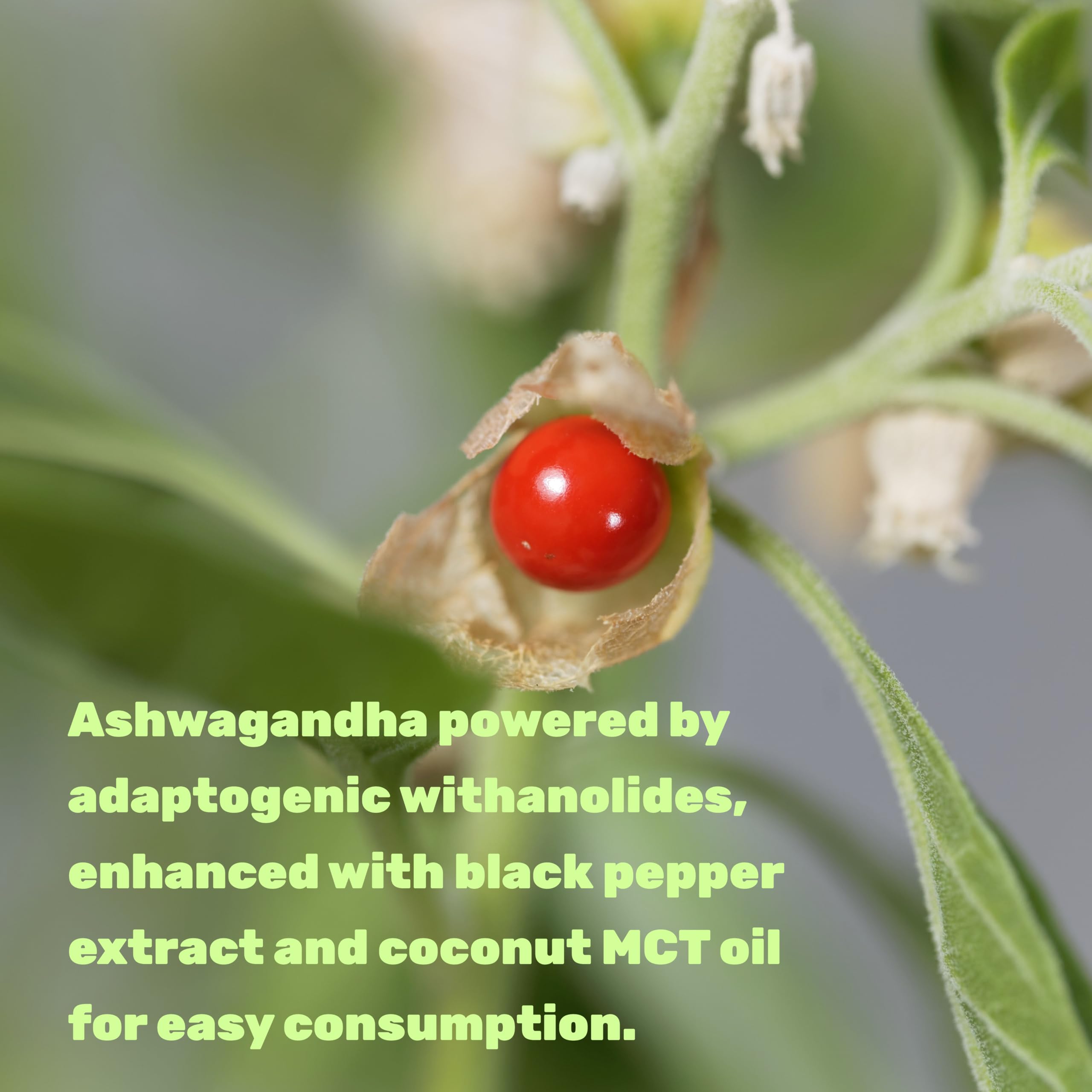 DEAL SUPPLEMENT Ashwagandha Extract with Black Pepper Extract, 240 Softgels – Ayurvedic Root Extract with Added MCT Oil – Active Withanolides – Non-GMO, Lab Tested — Amazon image 4