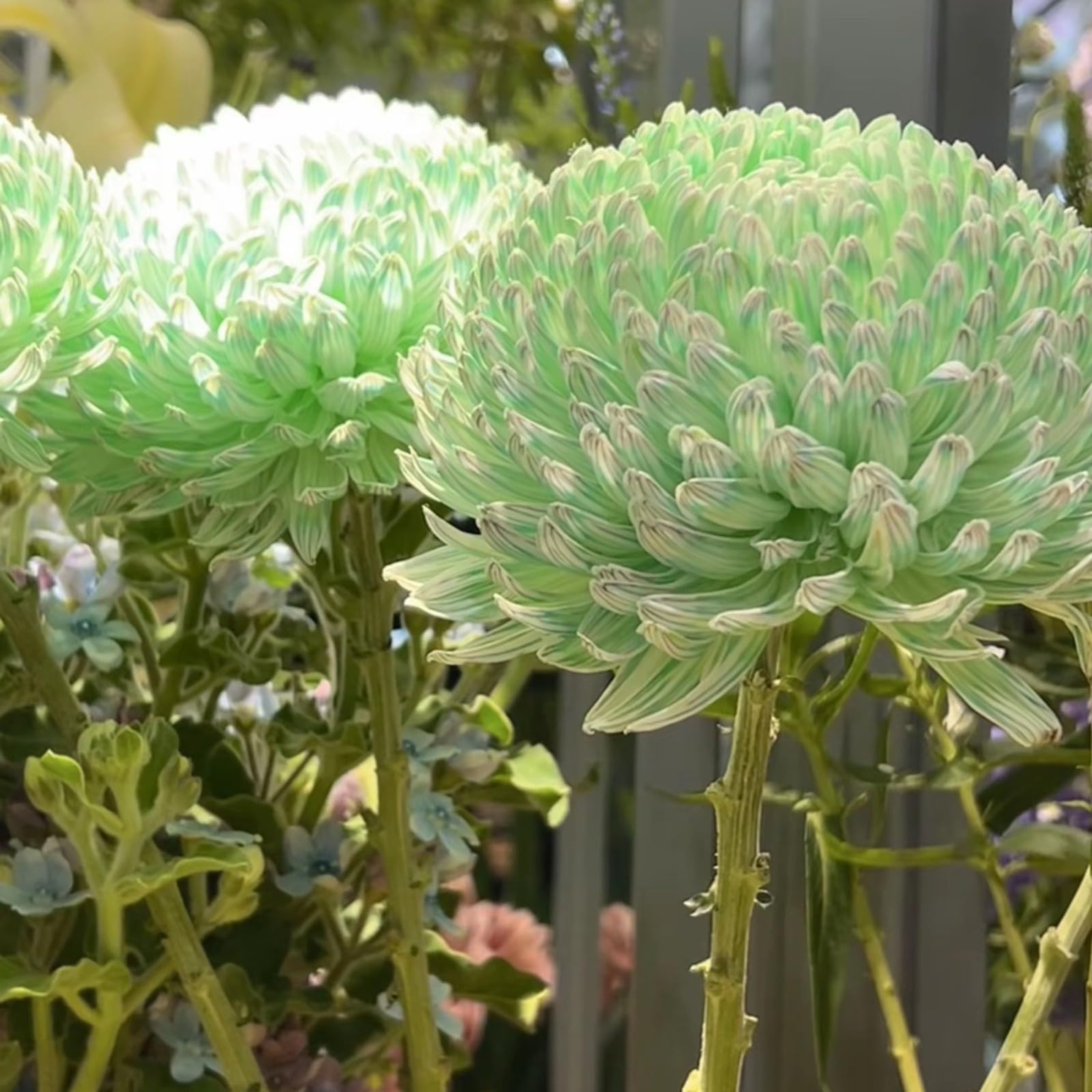 Dahlia Bulbs Mix for Planting Now UK,Hardy Perennial,Strong Plants That Grow Well,Dahlia tubers Bulk,Wedding Flowers,Beauty of Garden,Gift Ready-10bulbs-J