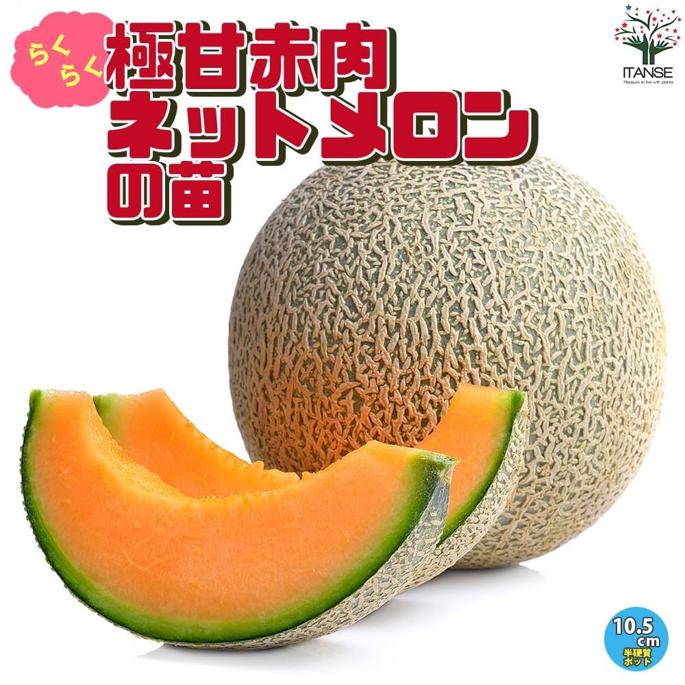 71S8mAjvTQL._UF1000,1000_QL80_.jpg