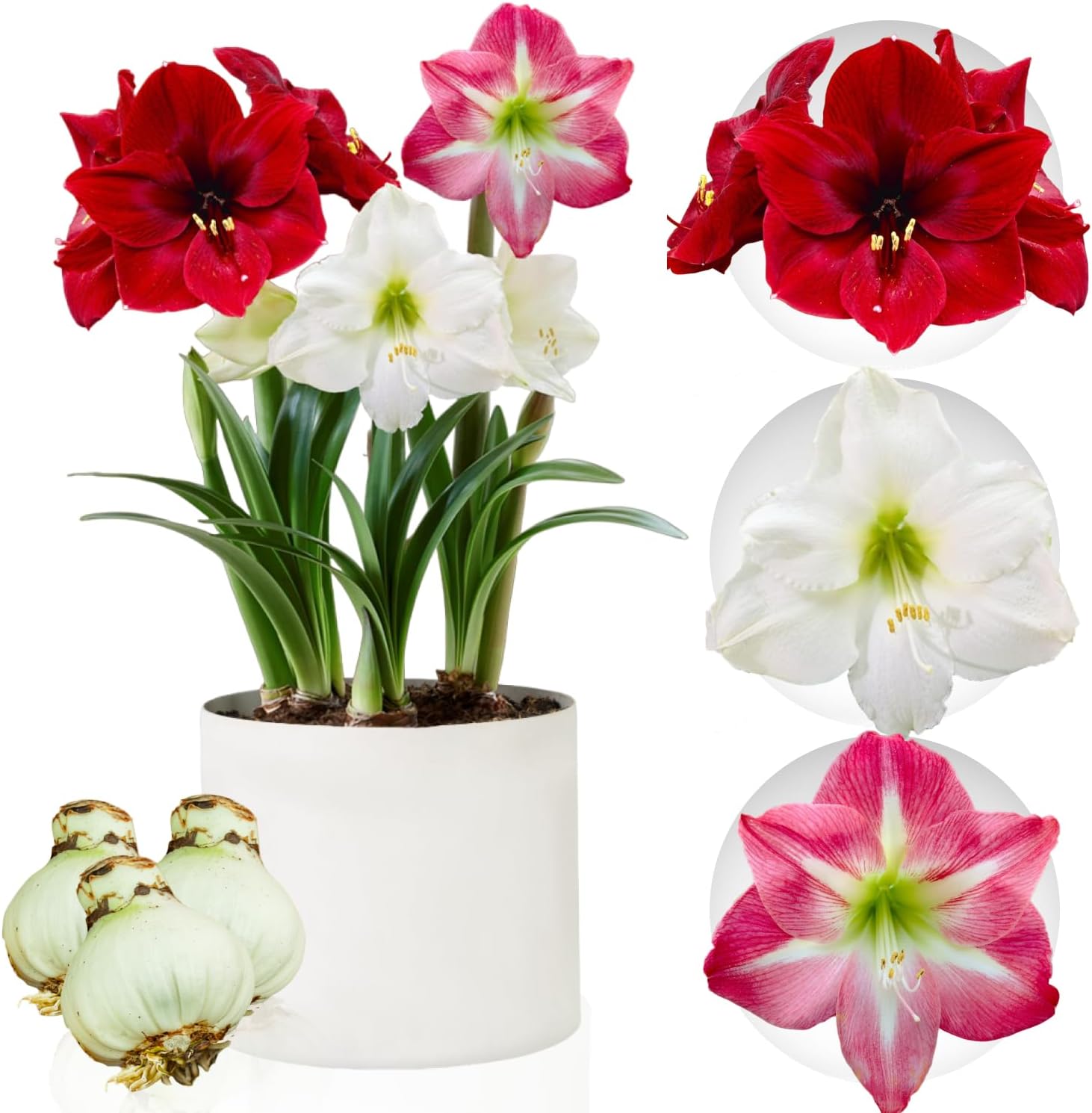 Amaryllis Onion Collection, 3 Flower Bulbs in Large Format 26/28, Exclusive Mix of Plants and Flowers from Holland, Real Hippeastrum Bulbs (no seeds, wax and not artificial)