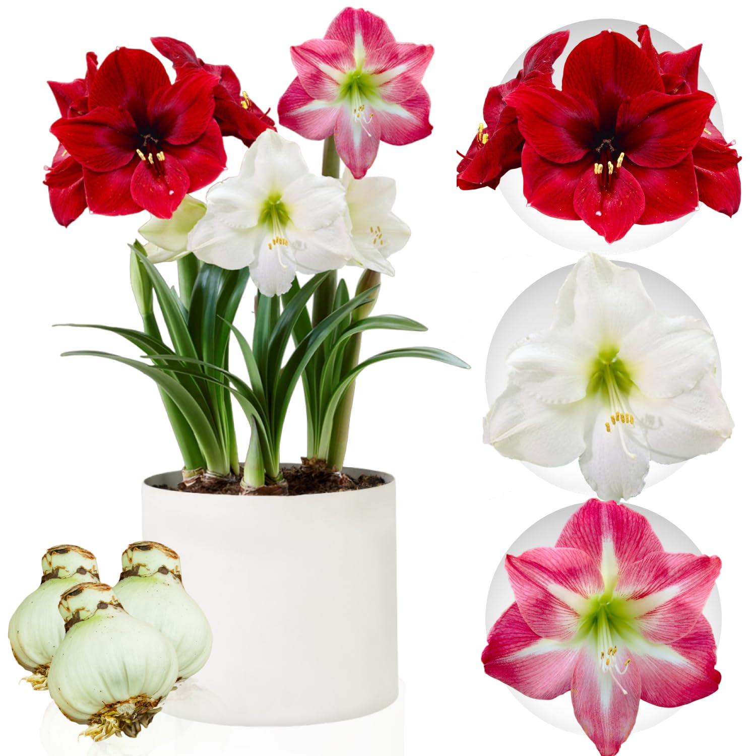 Amaryllis Onion Collection, 3 Flower Bulbs in Large Format 26/28, Exclusive Mix of Plants and Flowers from Holland, Real Hippeastrum Bulbs (no seeds, wax and not artificial)