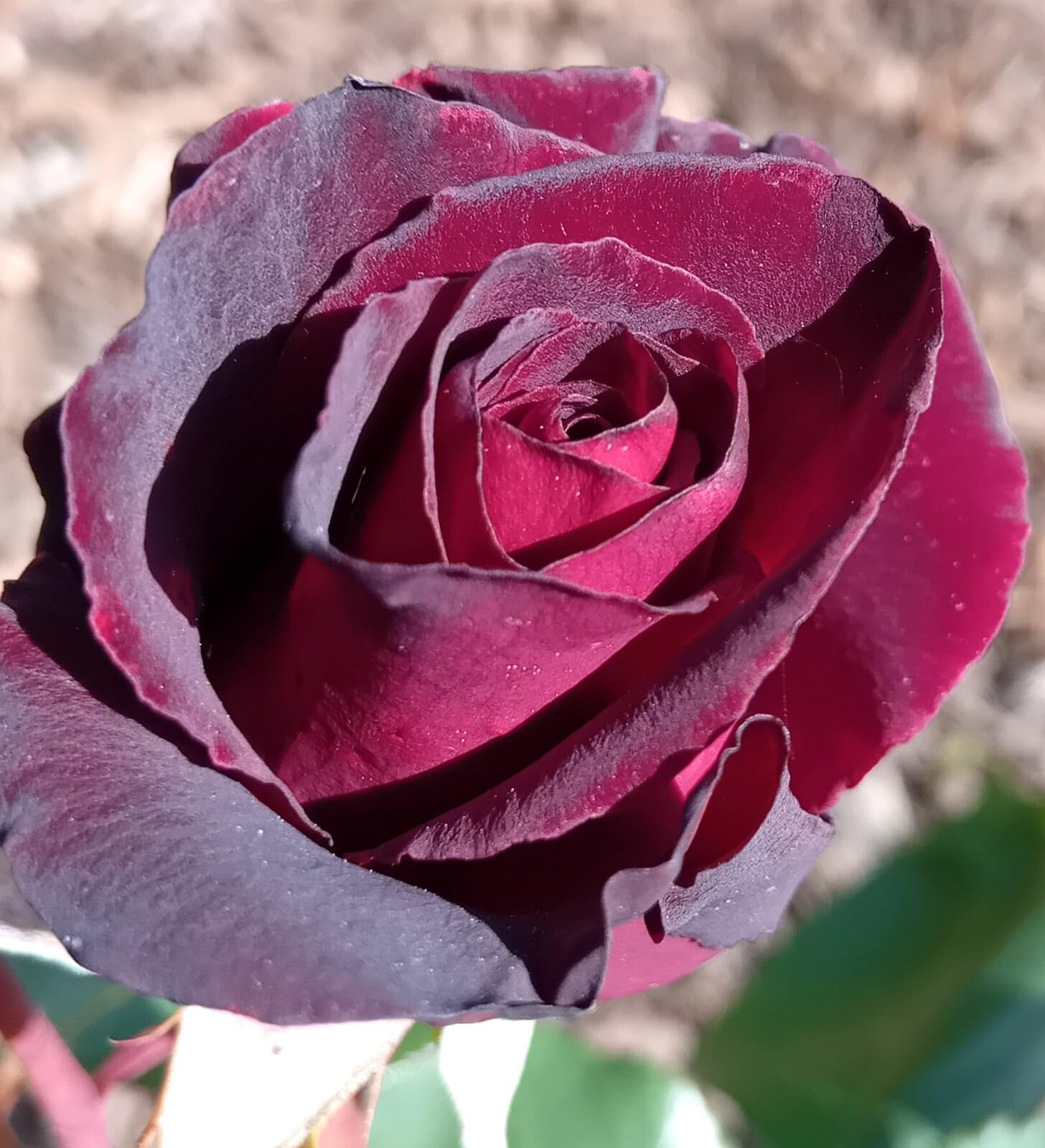 Edelrose Rosa Black Baccara Meilland - Rose im großen 7 Liter Topf