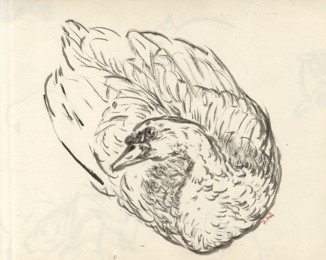 Swan Ink Drawing Amazon.com: Contemporary Pen and Ink Drawing - Swan : Home & Kitchen