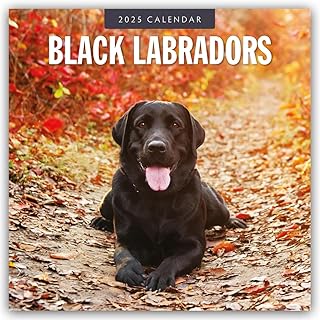 Black Labrador Retrievers – Schwarze Labrador Retriever 2025 – 16-Monatskalender: Original Red Robin Publishing Ltd-Kalender [Mehrsprachig] [Kalender] (Wall-Kalender)