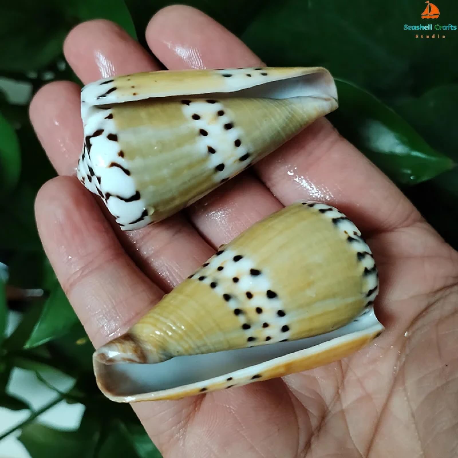 Conchiglie marine riempitive, 2 pezzi 5-7 cm naturale capitano cono conchiglia cono cono conchiglia marrone conchiglia mare conchiglia acquario paesaggio campione raccolta vaso riempitivo