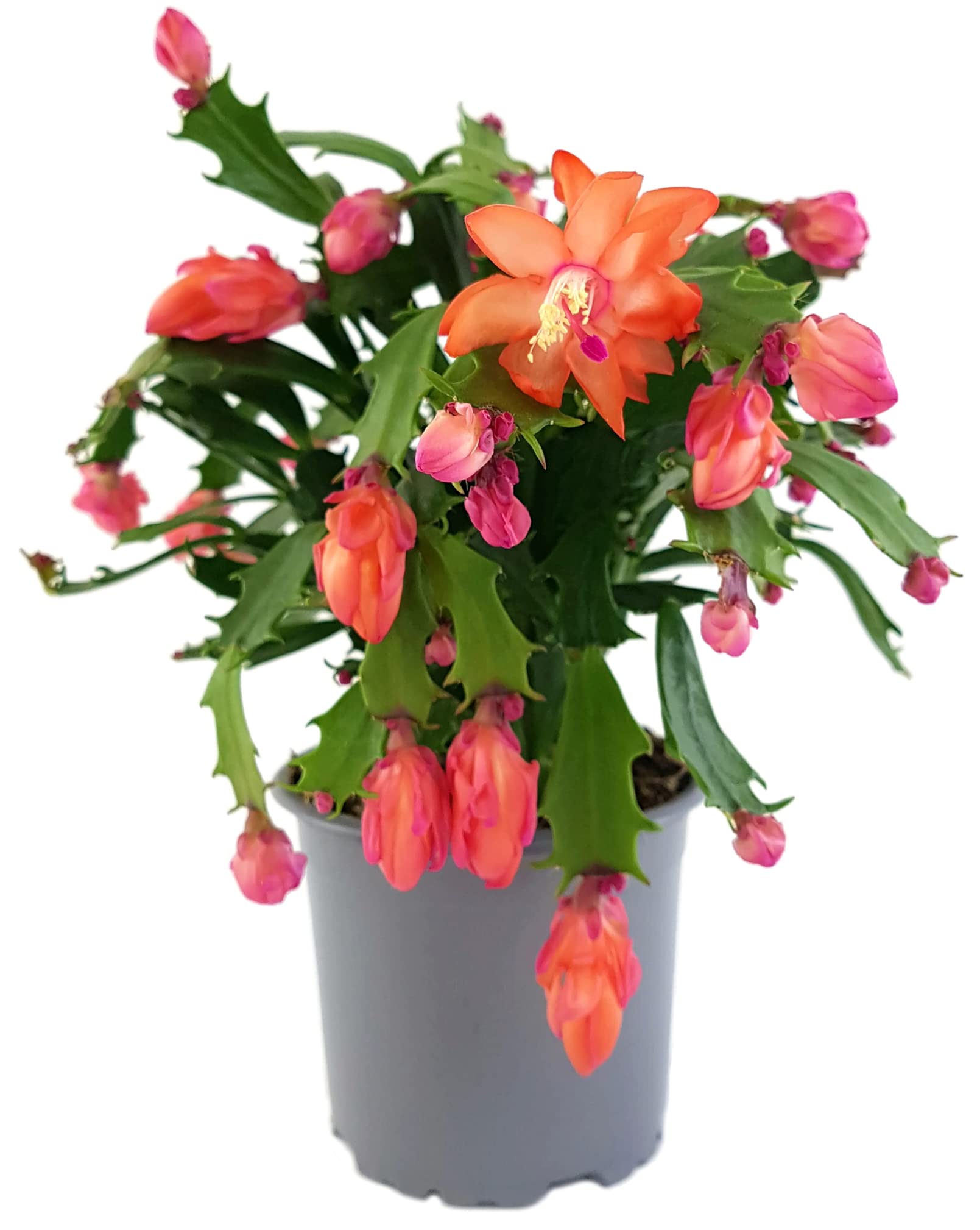 Fangblatt - Schlumbergera "wild"  11 cm Topf - Weihnachtskaktus mit  fantastischen Blten - pflegeleichter Blattkaktus zum Hngen (Orange) :  Amazon.de: Garten