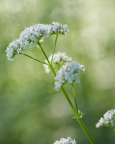 Vista 20 de Herb Pharm Certified Orgánico Sin Alcohol Raíz de Valeriana Glycerita para un sueño reparador - 1 onza, GLVAL01, 1 Ounce, 1, 1