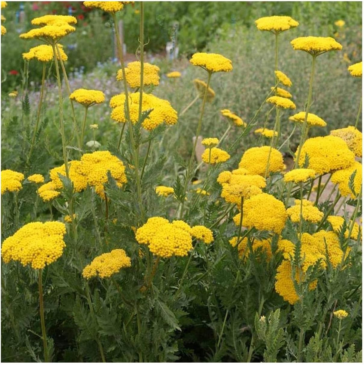 Everwilde Farms - 1/4 Lb Gold Yarrow Wildflower Seeds - Gold Vault