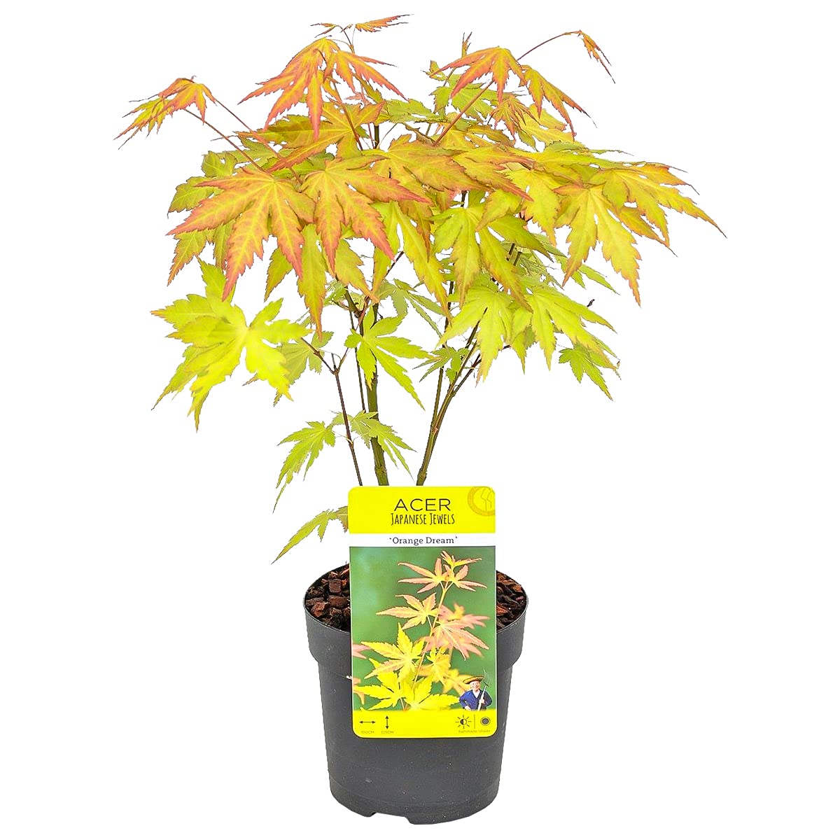 Bloomique - Acer palmatum 'Orange Dream' - Érable du Japon - Feuillage orange - Plante de jardin - Rustique - Hauteur 20-​30 cm - Pot 10,​5 cm