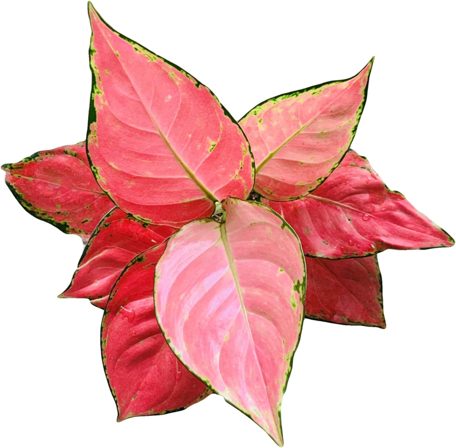 The Four Seasons Aglaonema Pink Anyamanee Rare Imported Variety Natural Live Plant in Pot
